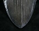Beastly Megalodon Tooth - Great Serrations #7827-2